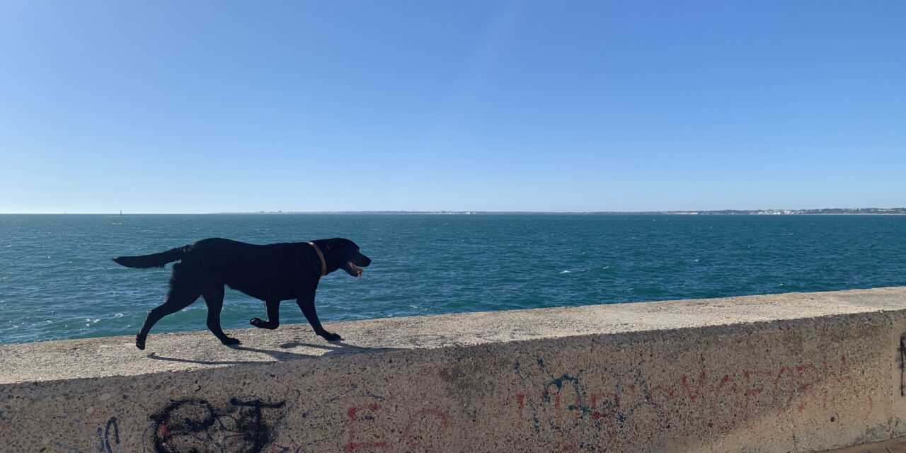 Nota sobre la Ley de Protección de los Derechos y Bienestar de los Animales